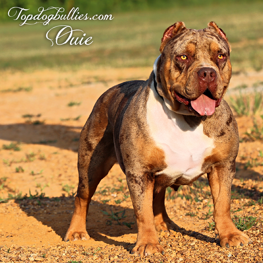 Read more about the article Ouie