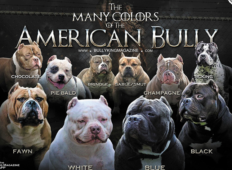 Caona Bully Kennels 2023, XL American Bully Puppies