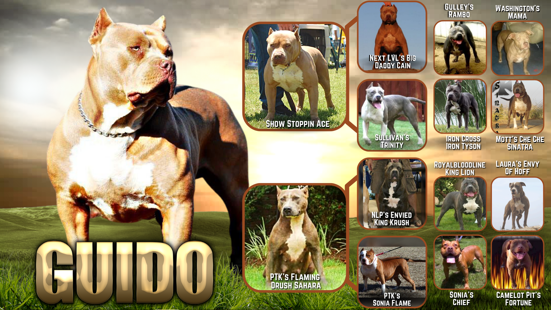 american bullies for sale
