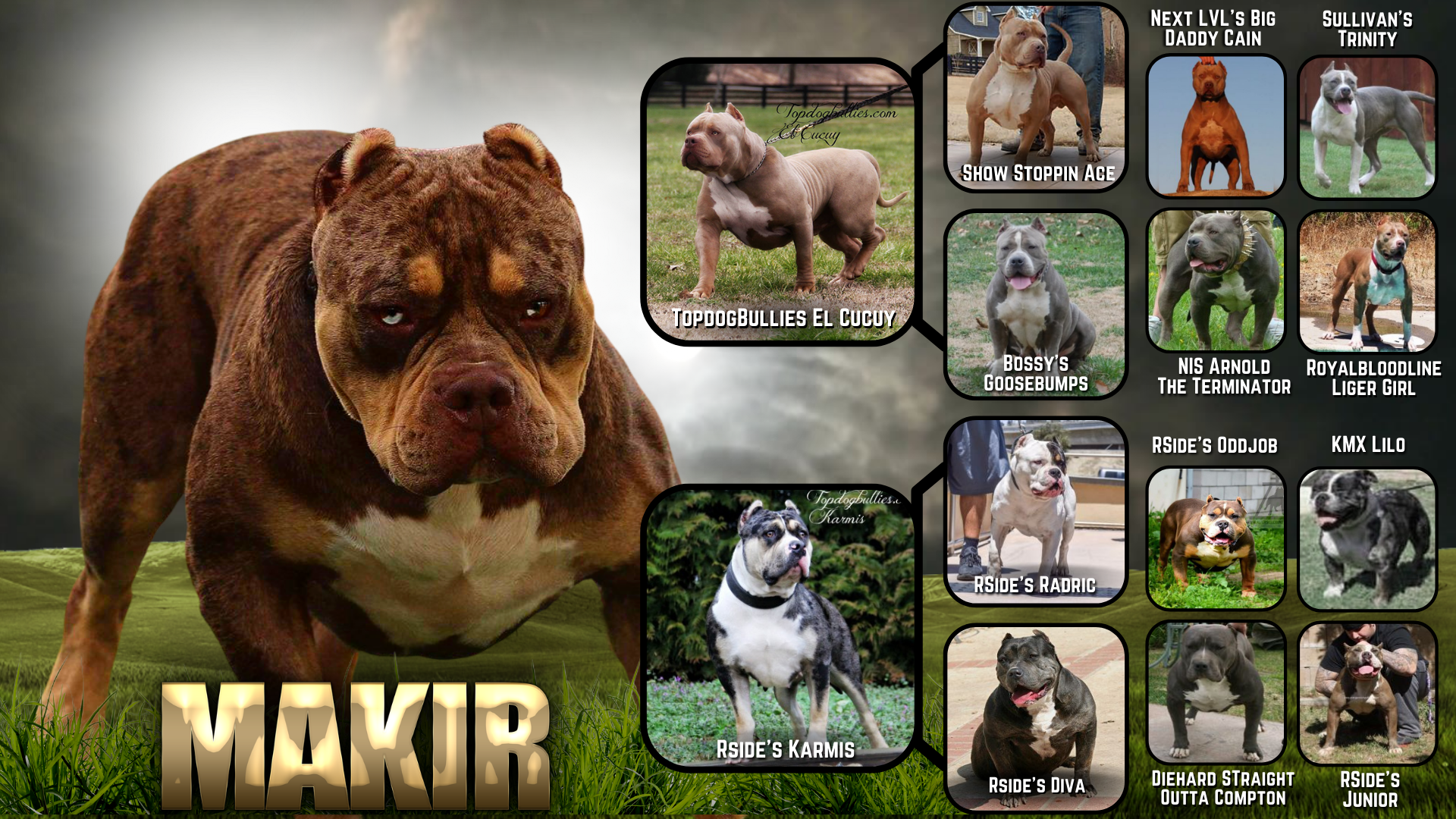 chocolate tri american bully xl topdogbullies makirs mark