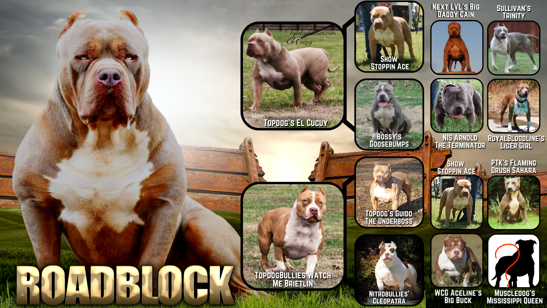 Topdog's Roadblock RB lilac tricolor xxl pitbull