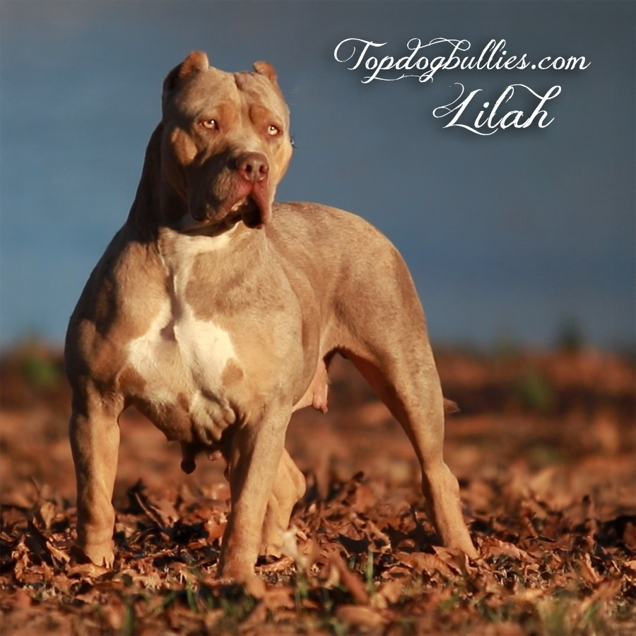 Read more about the article Lilah