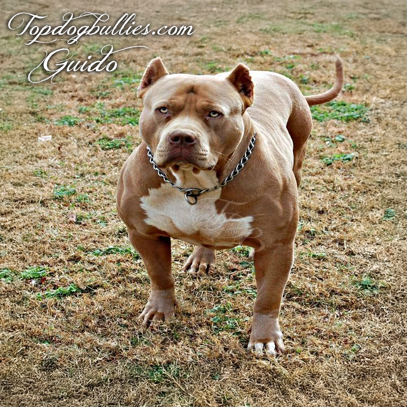 Read more about the article Guido (The Underboss)