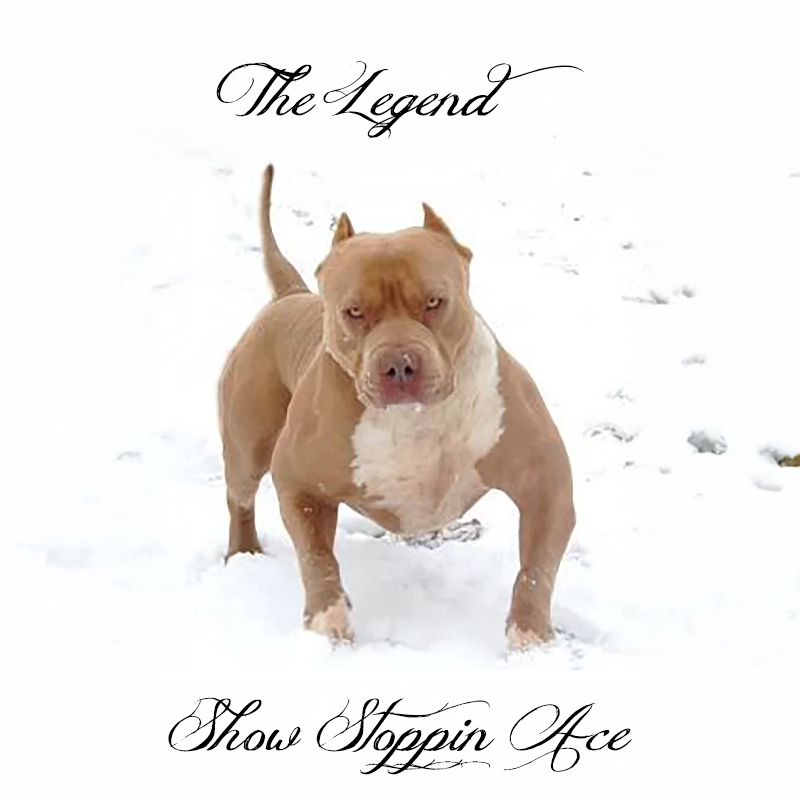 Read more about the article Show Stoppin Ace