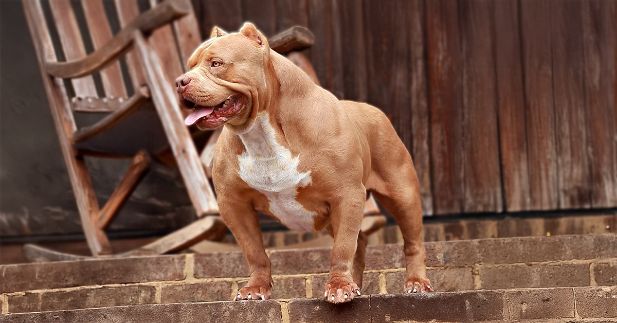 Topdogbullies Voodoo