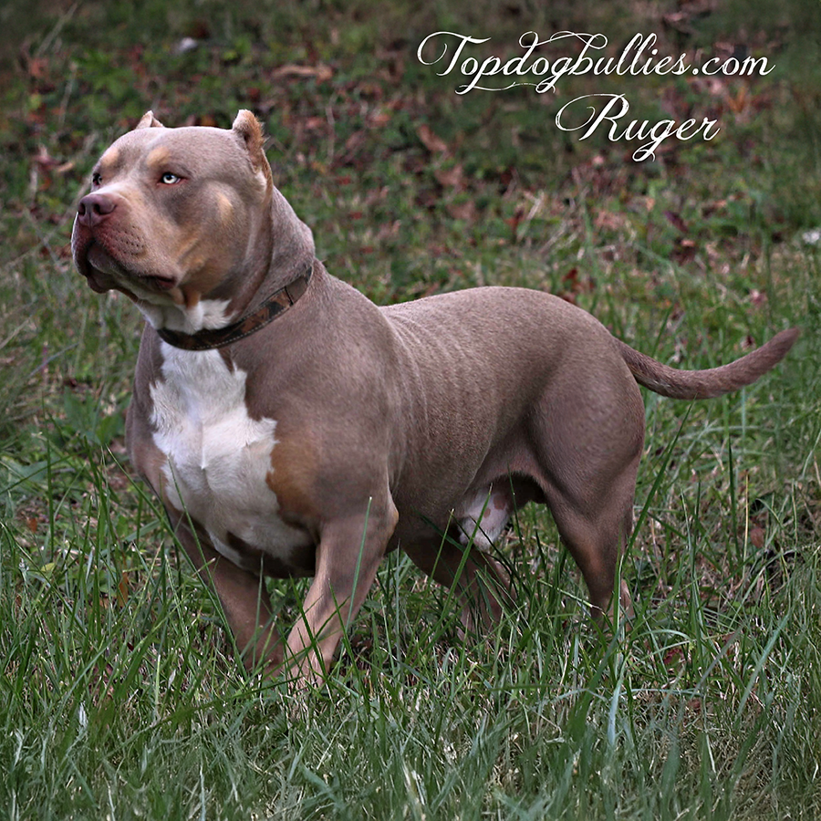 Read more about the article Ruger