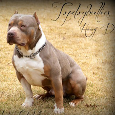 Adult XL American Bullies For Sale