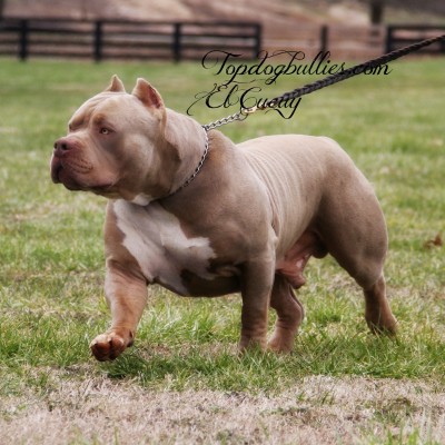 tri color pitbulls