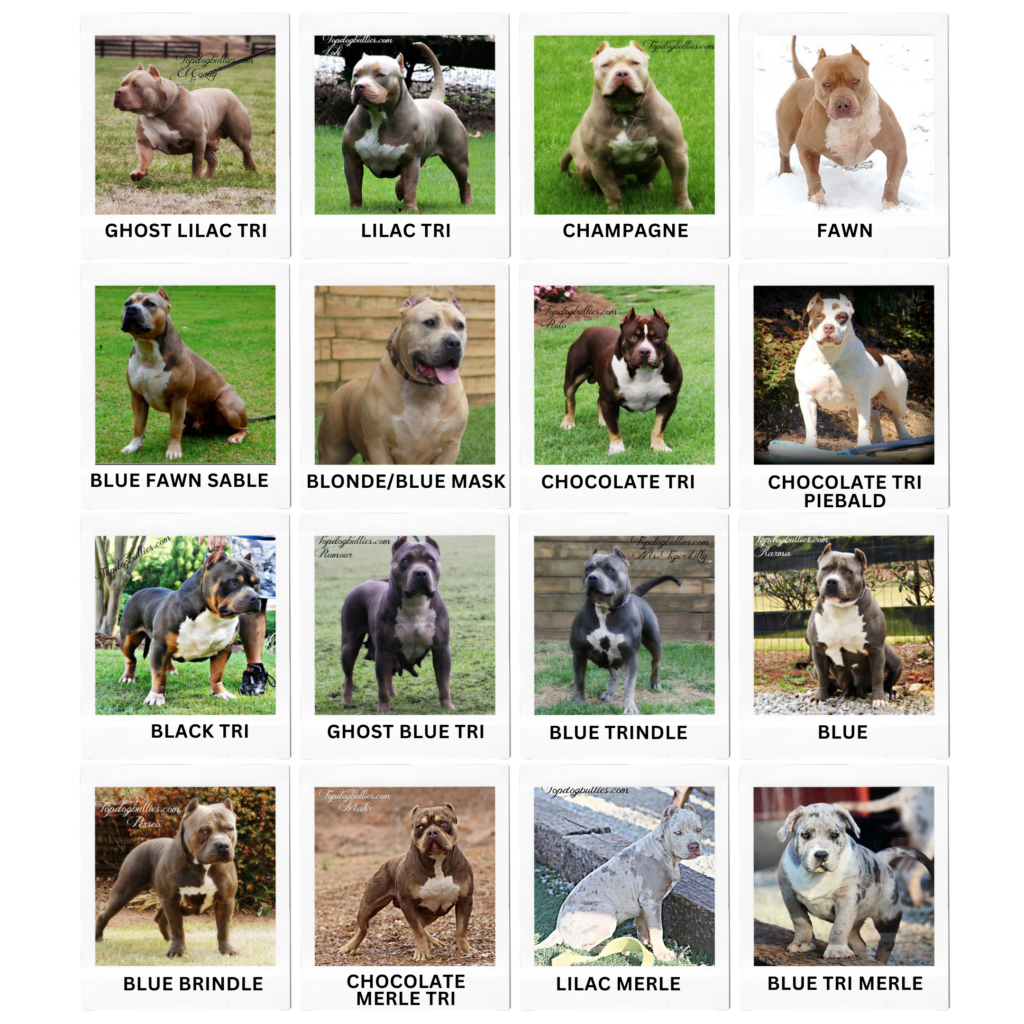 Read more about the article Color Chart Bullies