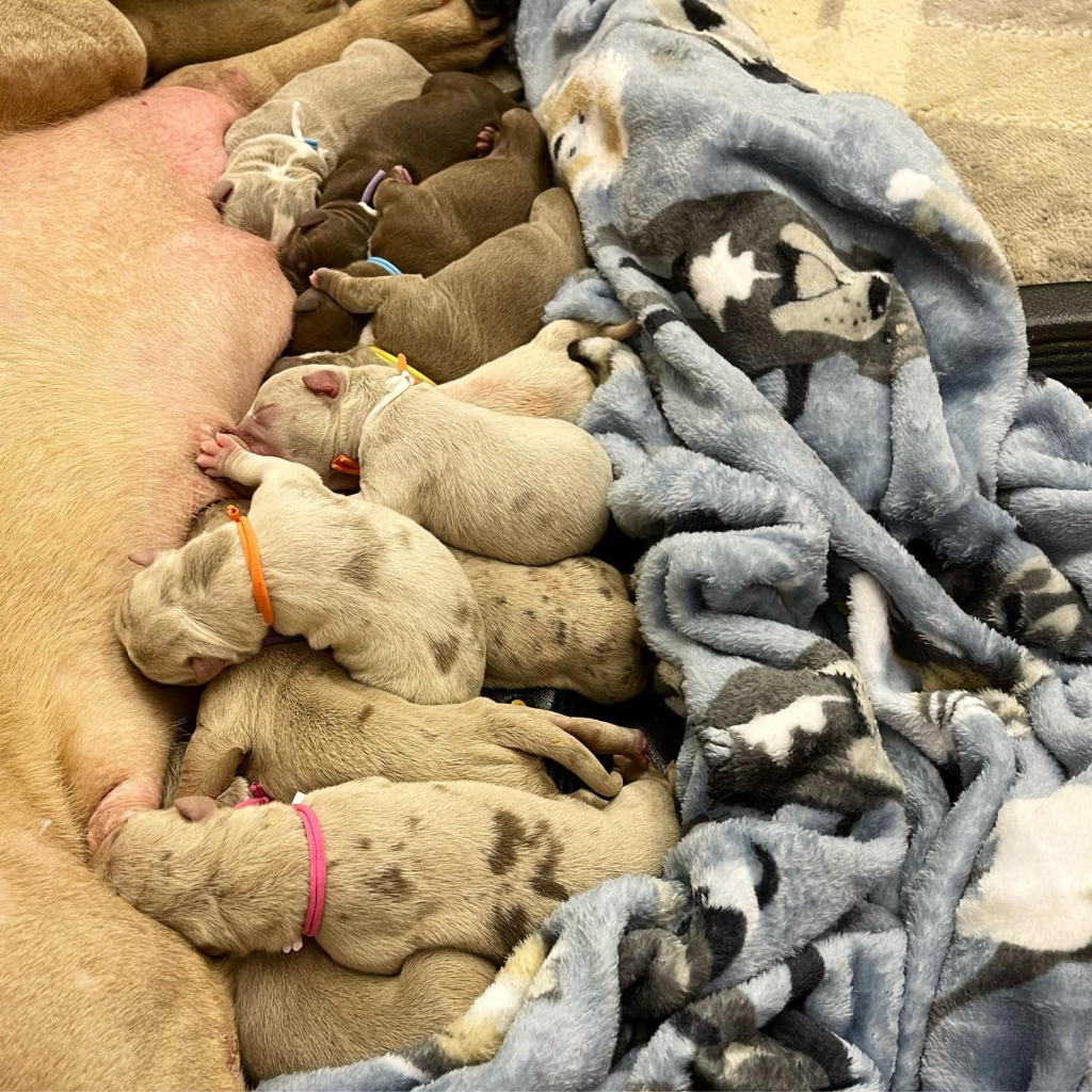 Read more about the article Breeding the Color (Pattern) of Merle