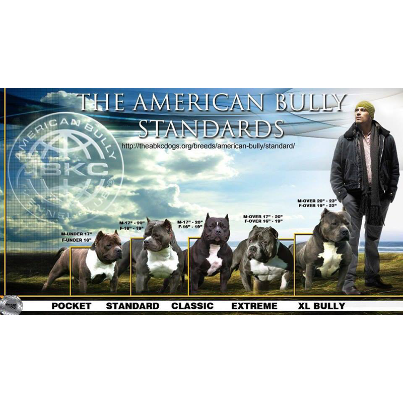 Standard American Bully Size