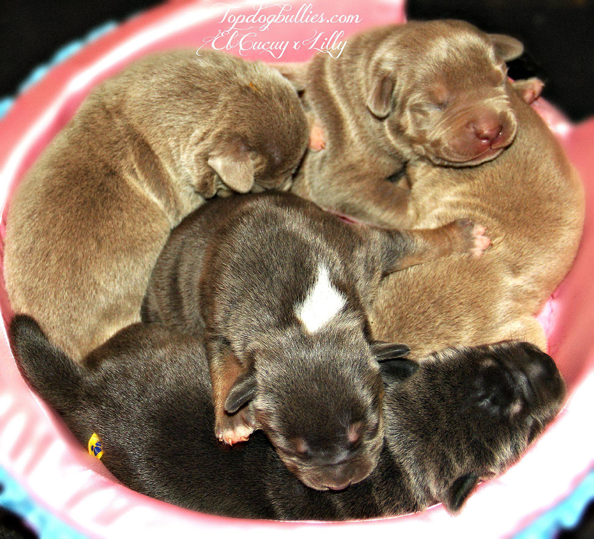 american bully pitbull puppies for sale in california