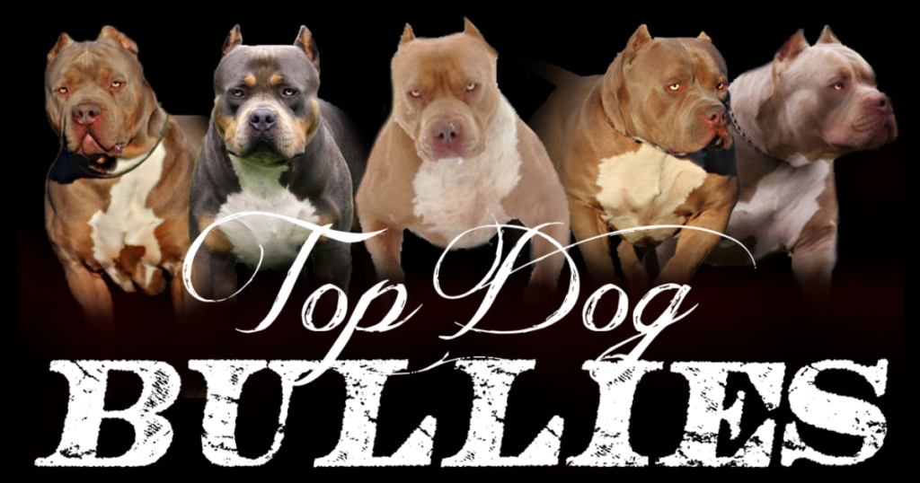 American Bully Kennel Club / Florida Bully