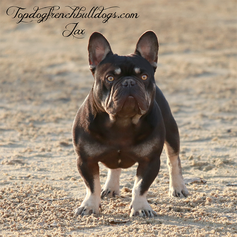 Jax is a chocolate and cream male French Bulldog