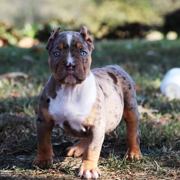WORLD RENOWNED XL AMERICAN BULLY BREEDER