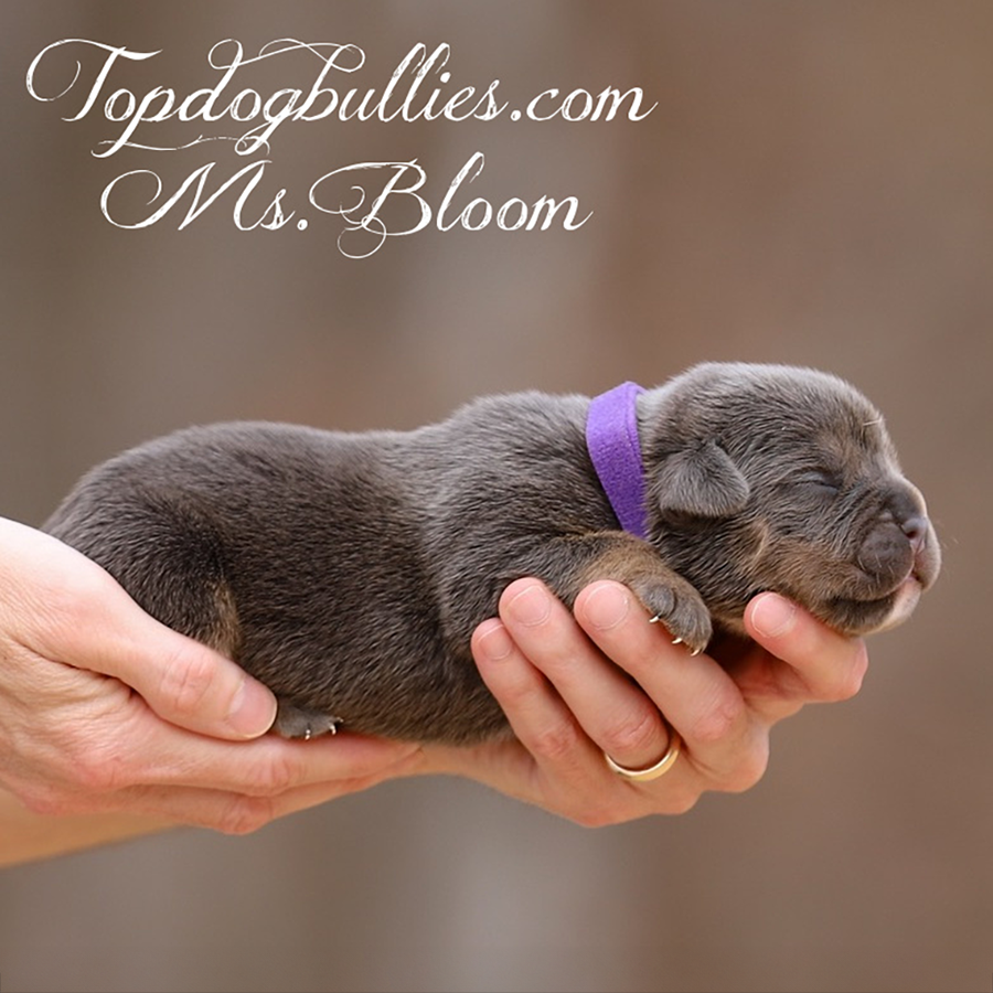 ms bloom is a blue tri american bully pittie puppy for sale near me new mexico and new york