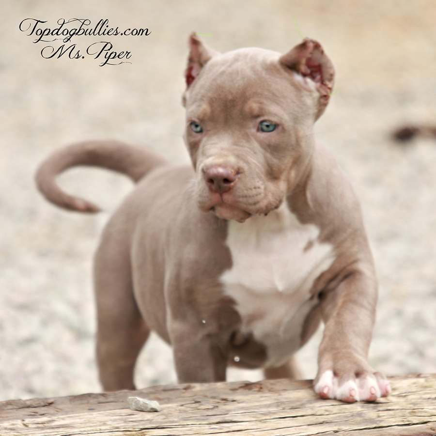 ms piper is a lilac tri xl bully xxl bully puppy for sale near me new mexico and Tennessee