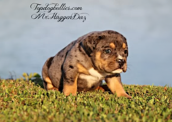 haggen daz xl xxl merle tri male