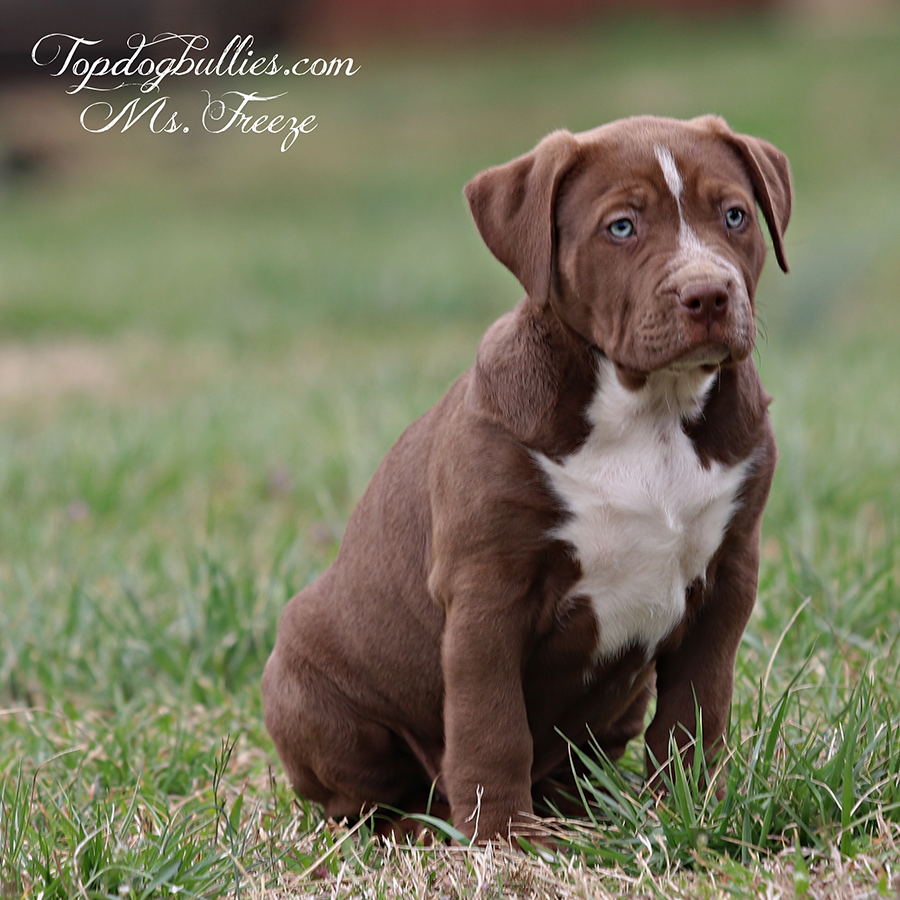 Ms Freeze is a dark chocolate black xxl bully Pitbull dog puppy for sale near me