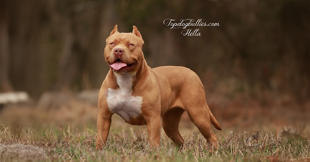 Topdog Bullies Hella is one of our female XXL Bully dogs here at our kennel. She has XXL Pitbull and XL Bully puppies for sale near me.