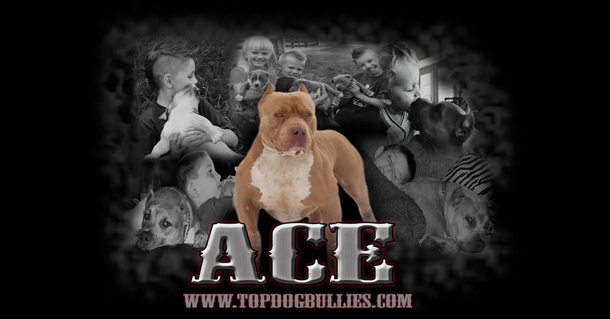 XL Pitbull and XXL American Bully breeders. Topdog Bullies is a legendary XXL Pitbull kennel located in Huron TN Tennessee. Home of RIP Next Level's Show Stoppin Ace ancestors
