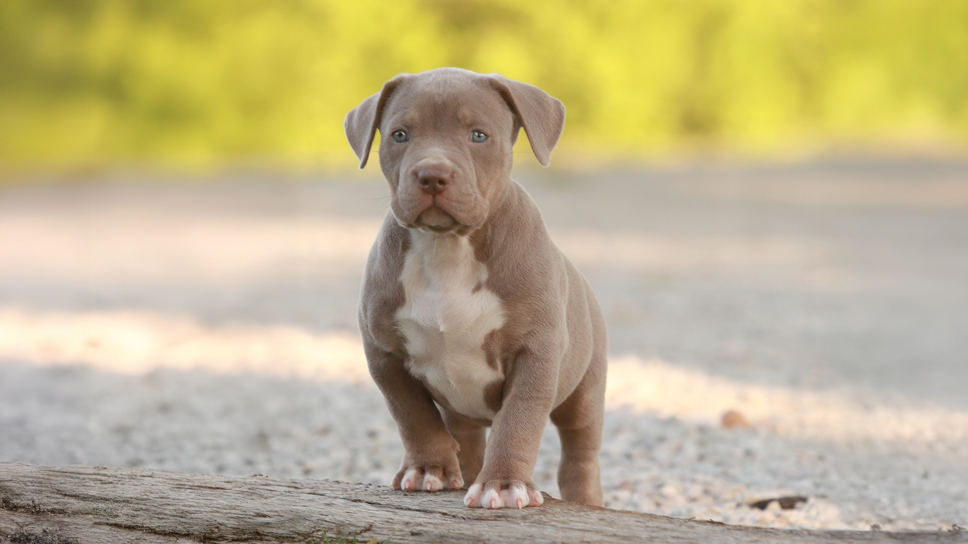 a beautiful lilac tri xl Bully puppy looking so soft on my sitemap page