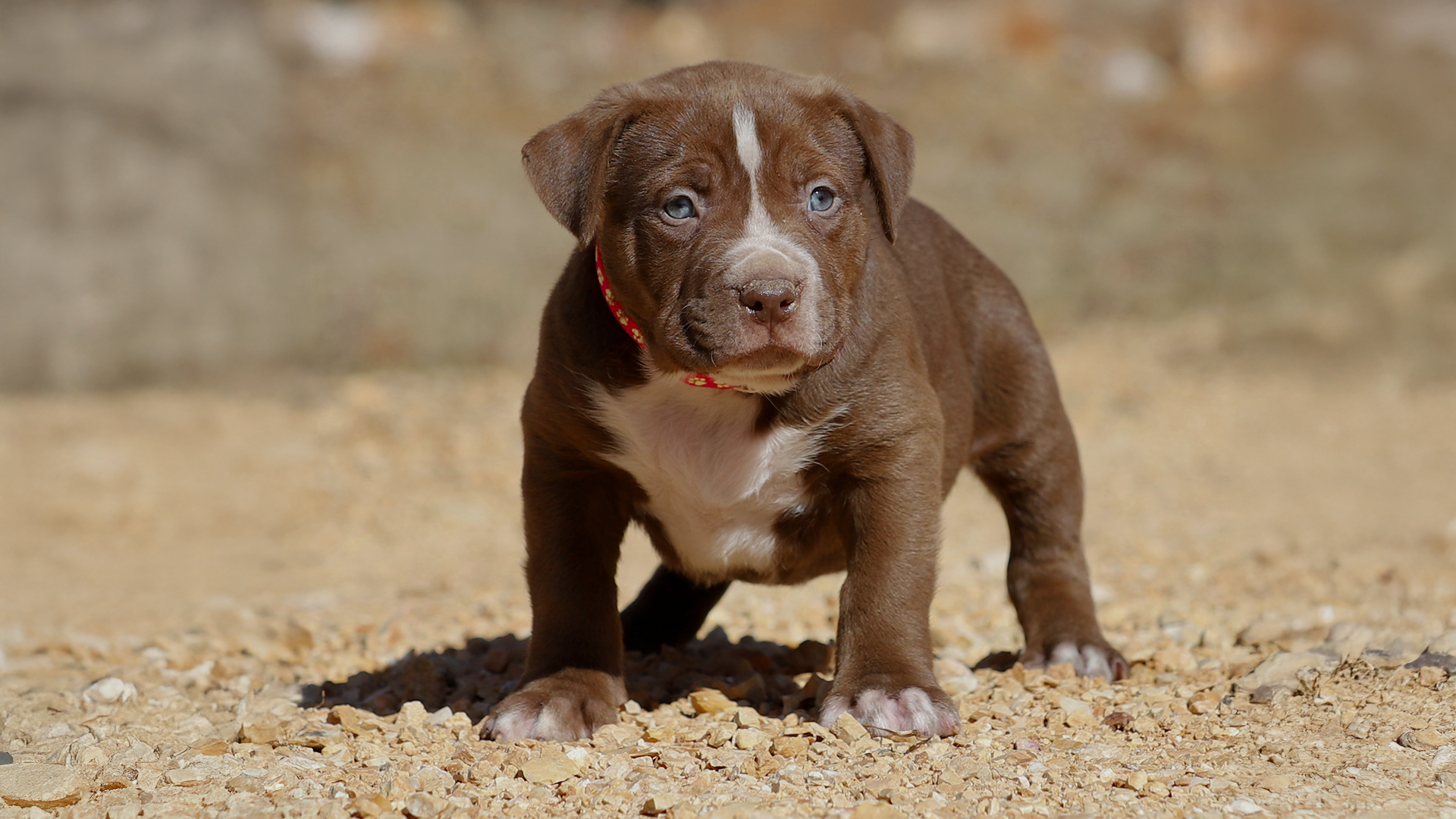 California has a number one XL XXL Pitbull and XL XXL Bully breeder and kennel, and that is Topdog Bullies shipping puppies to CA