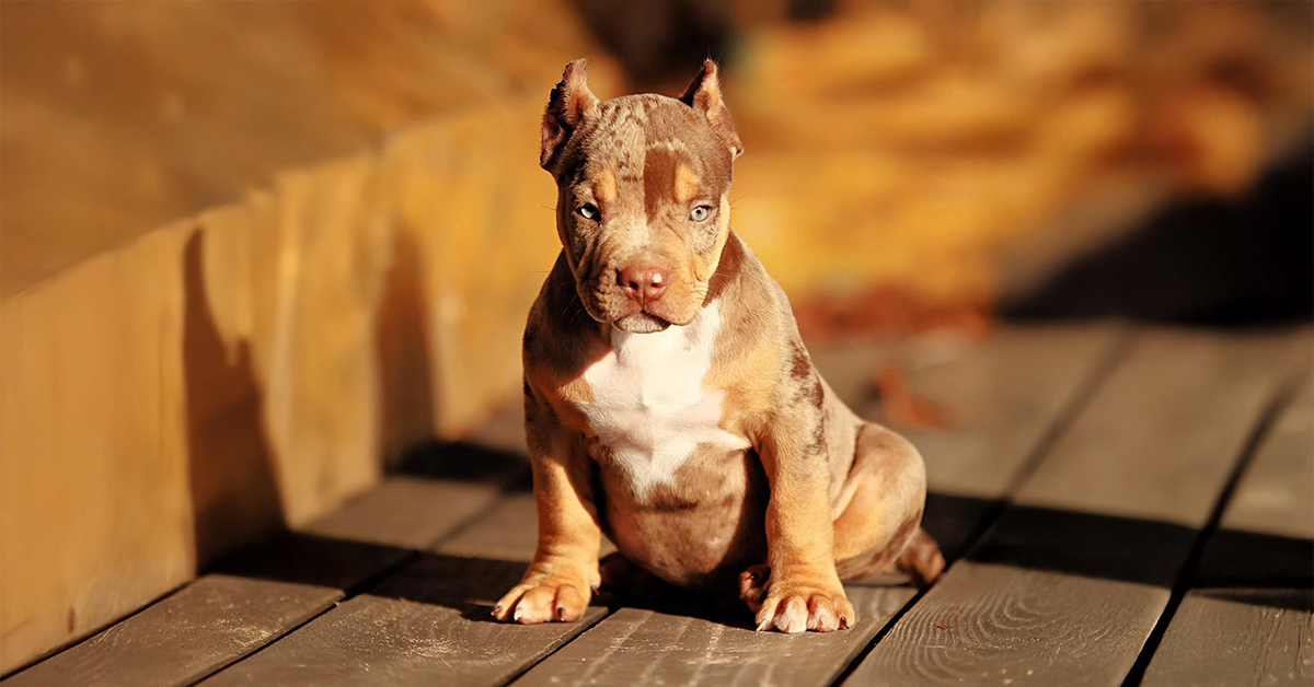 Check out this chocolate tri merle xl bullies for sale puppies to New York state
