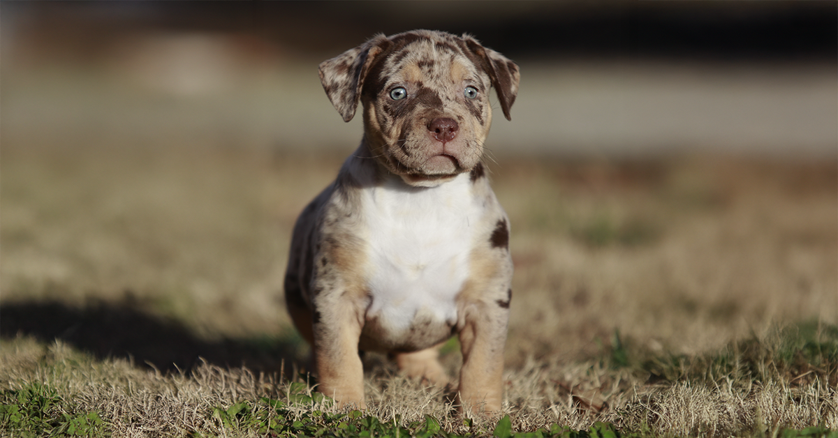 Texas ABKC and UKC XL Bully and XL Pitbull breeders with chocolate tri merle puppies for sale