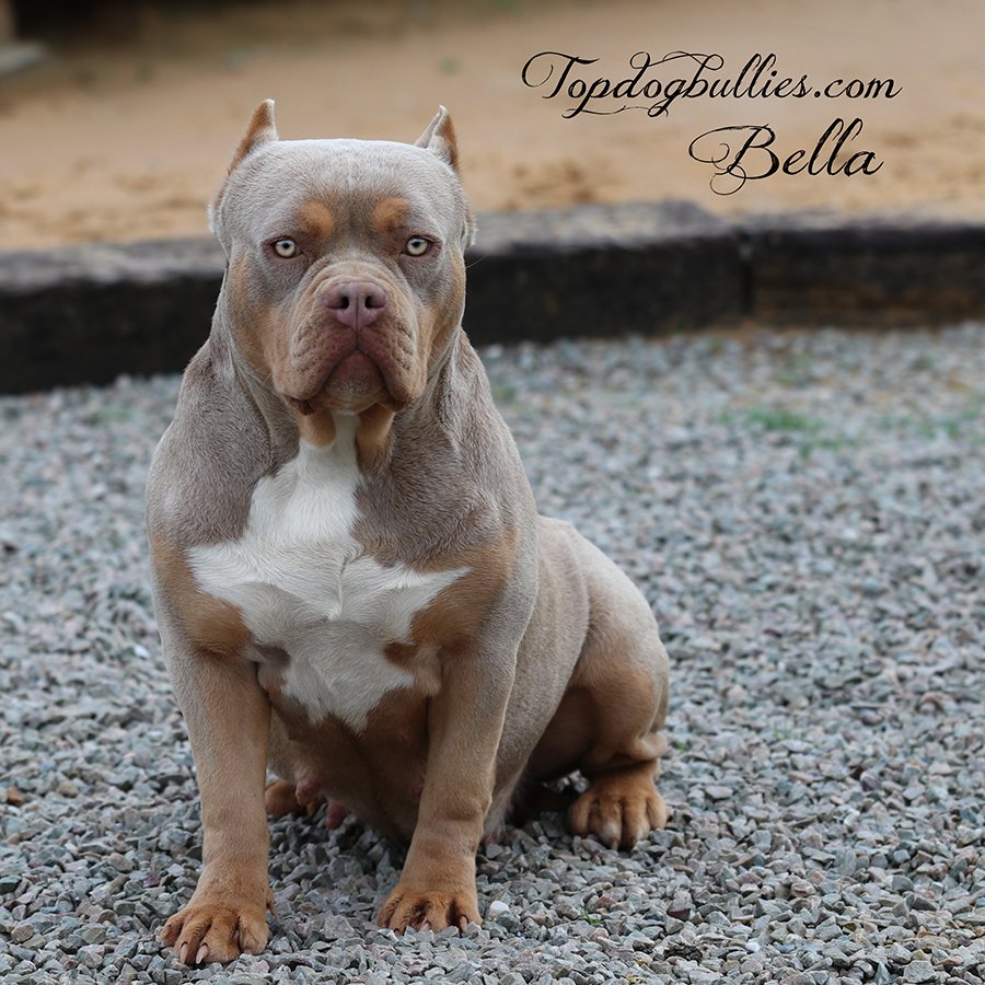 Read more about the article Bella