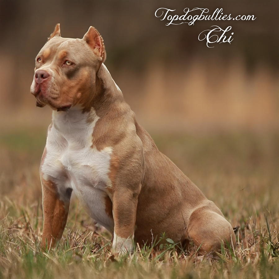 Topdog Bullies Chi is a flawless female lilac tri XL Bully at our XL XXL Pitbull Bully kennels in Texas