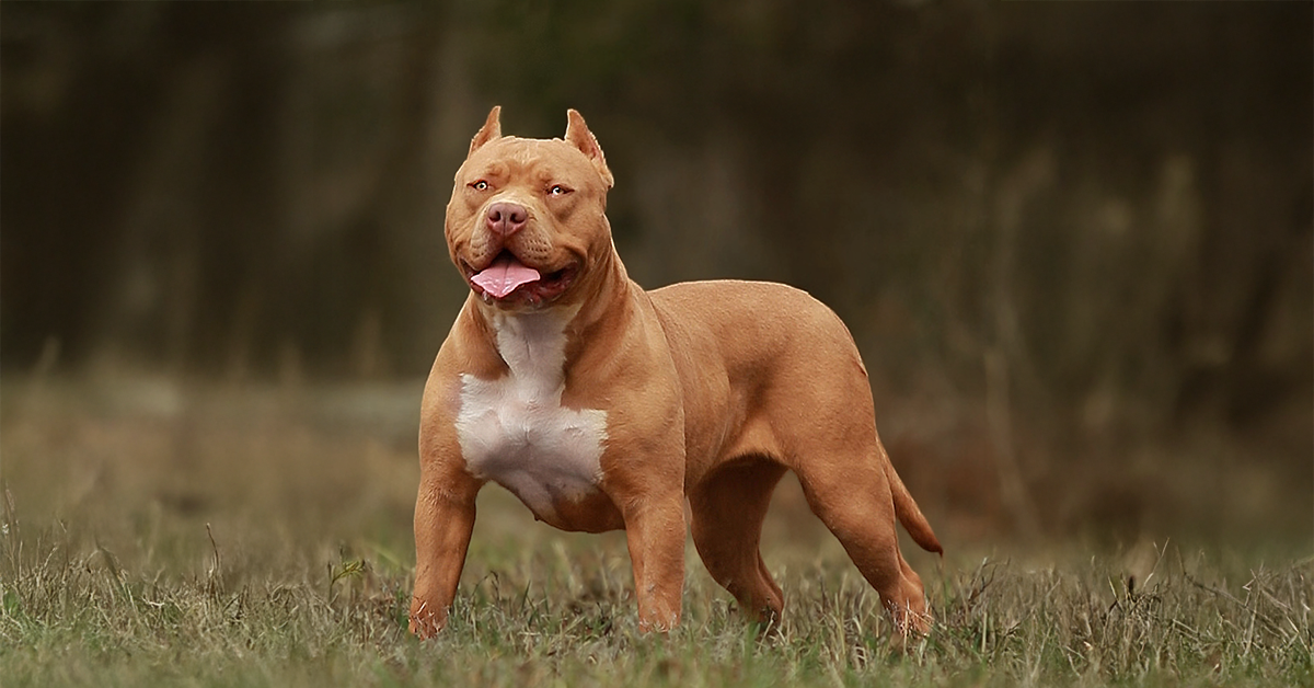 Topdogbullies Mighty Juju Bear | Blue XXL Pitbull