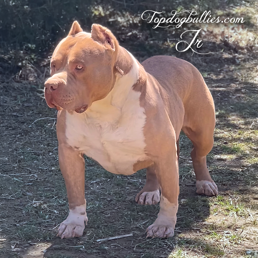 Topdogbullies Jr is a massive XXL Bully XL Pitbull at our Pitbull Bully kennels