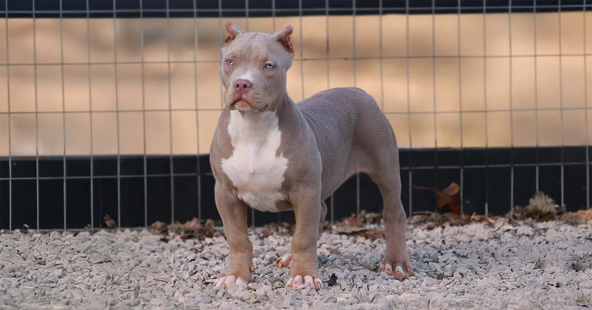 XL Bullies and XXL Bully for sale in Texas TX from UKC and ABKC Pitbull Bully breeders and kennels