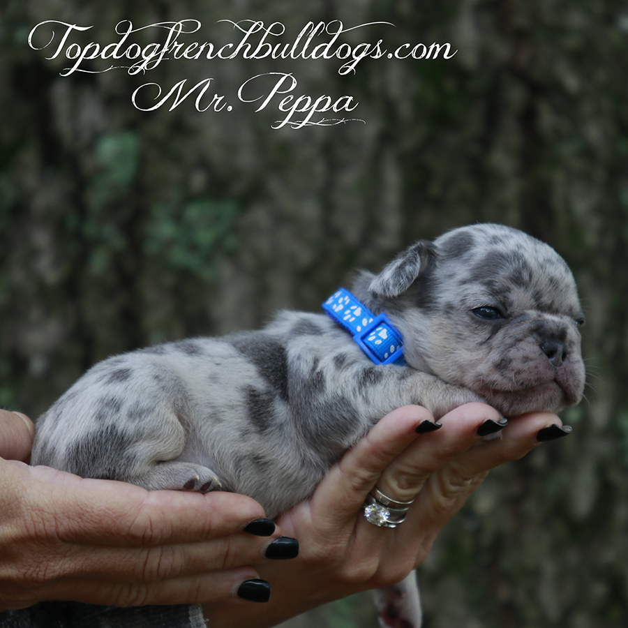 Mr Peppa is a tiny teacup lilac and tan lilac tri merle French Bulldog for sale near me Tennessee