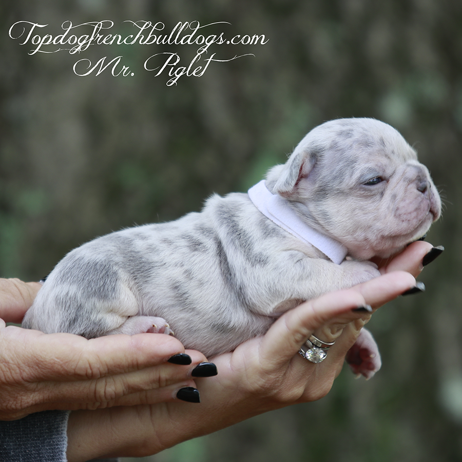 Mr Piglet is a tiny teacup lilac and tan lilac tri merle French Bulldog for sale near me Tennessee