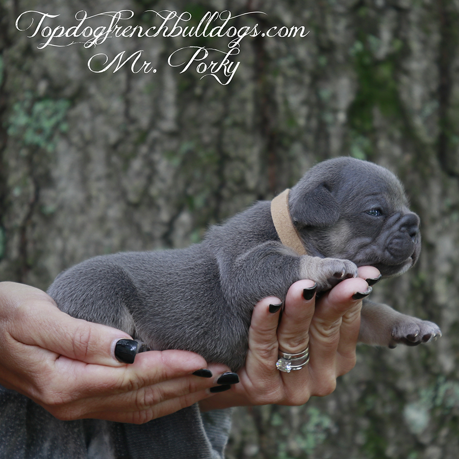 Mr Porky is a tiny teacup lilac and tan lilac tri French Bulldog for sale in Tennessee