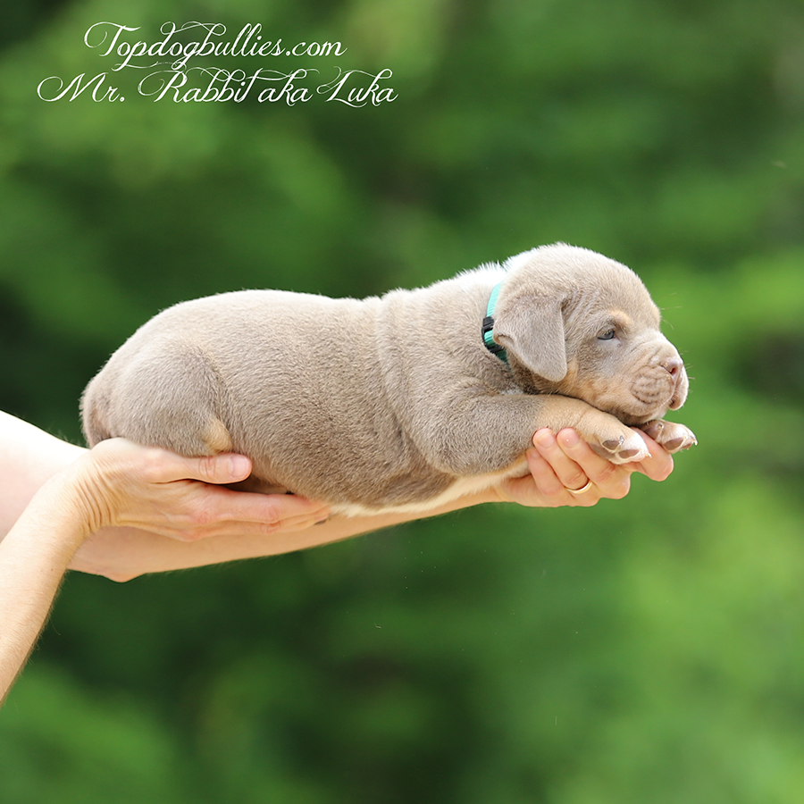 Mr Rabbit is a lilac tri XL Pitbull XXL Bully puppies for sale in TN from XXL Pitbull Bully breeders