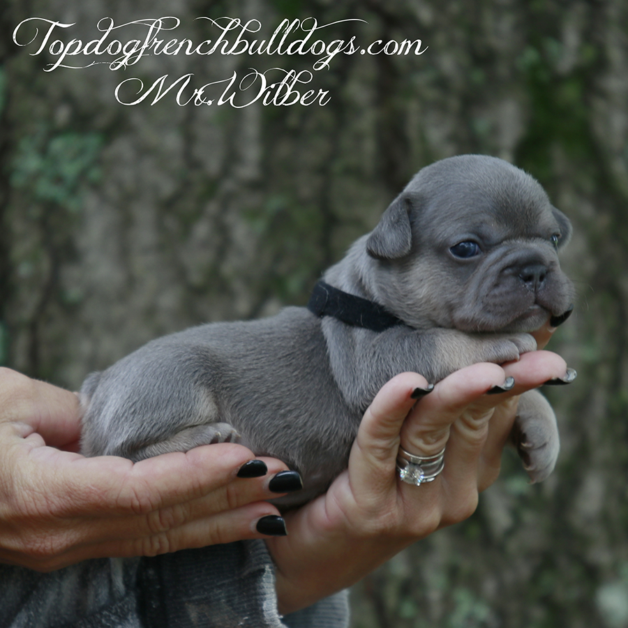 Mr Wilber is a tiny teacup lilac and tan lilac tri French Bulldog for sale in Tennessee