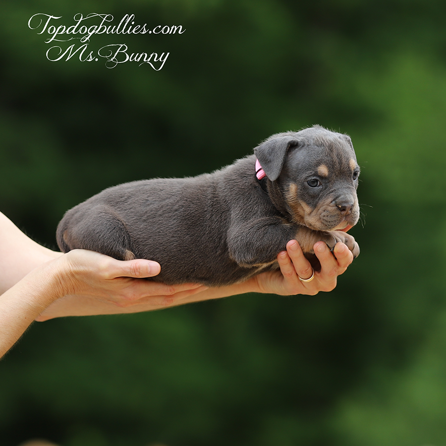 Ms Bunny is a lilac tri XL Bully for sale in California from CA XL Bully breeders