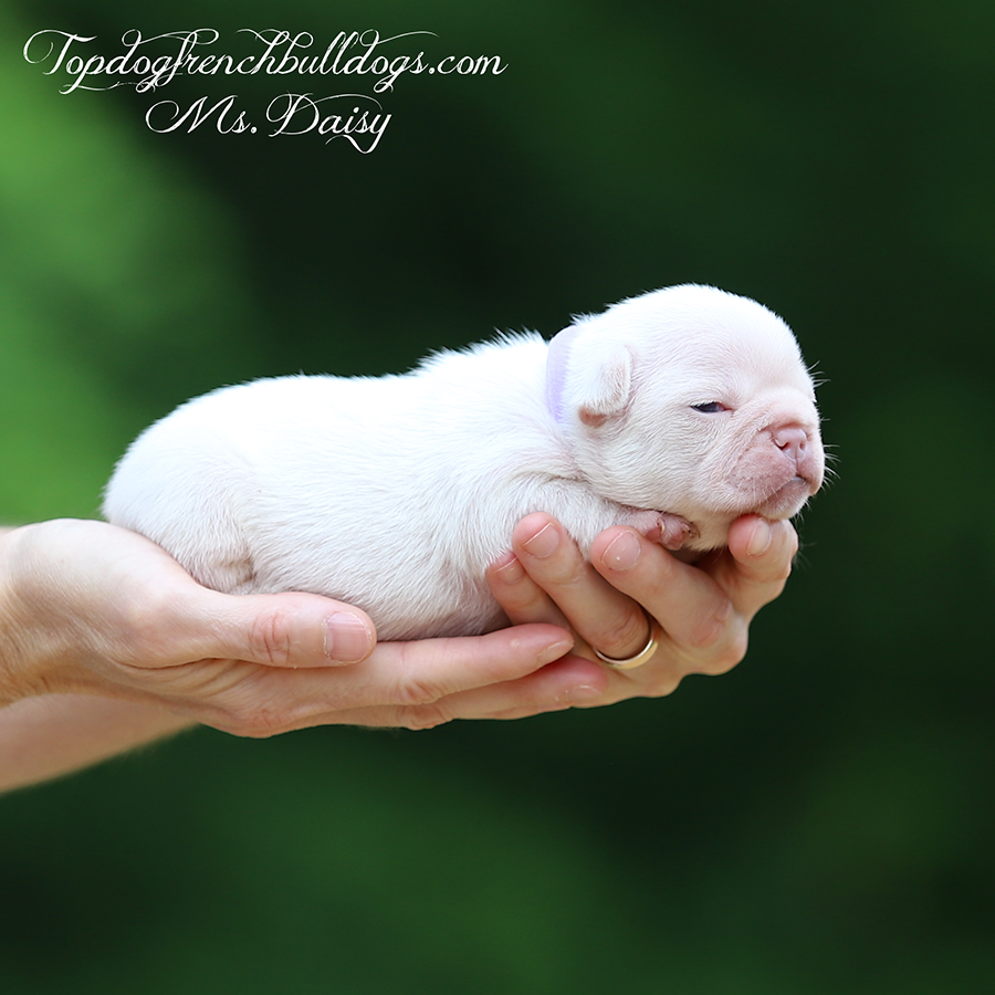 Ms Daisy is a teacup micro female platinum and tan platinum tri French Bulldog for sale in Tennessee