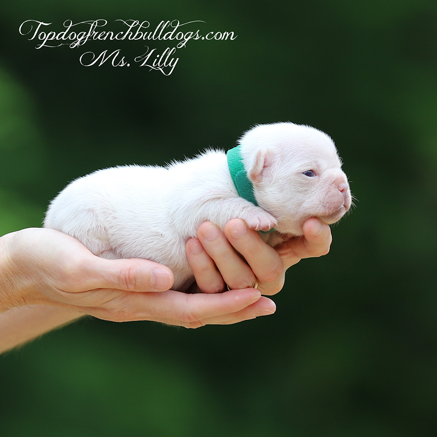 Ms Lilly is a platinum and tan merle platinum tri merle French Bulldog for sale in TN
