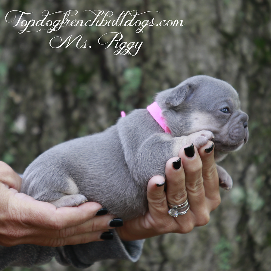 Ms Piggy is an adorable lilac and tan lilac tri mini teacup French Bulldog for sale in Tennessee