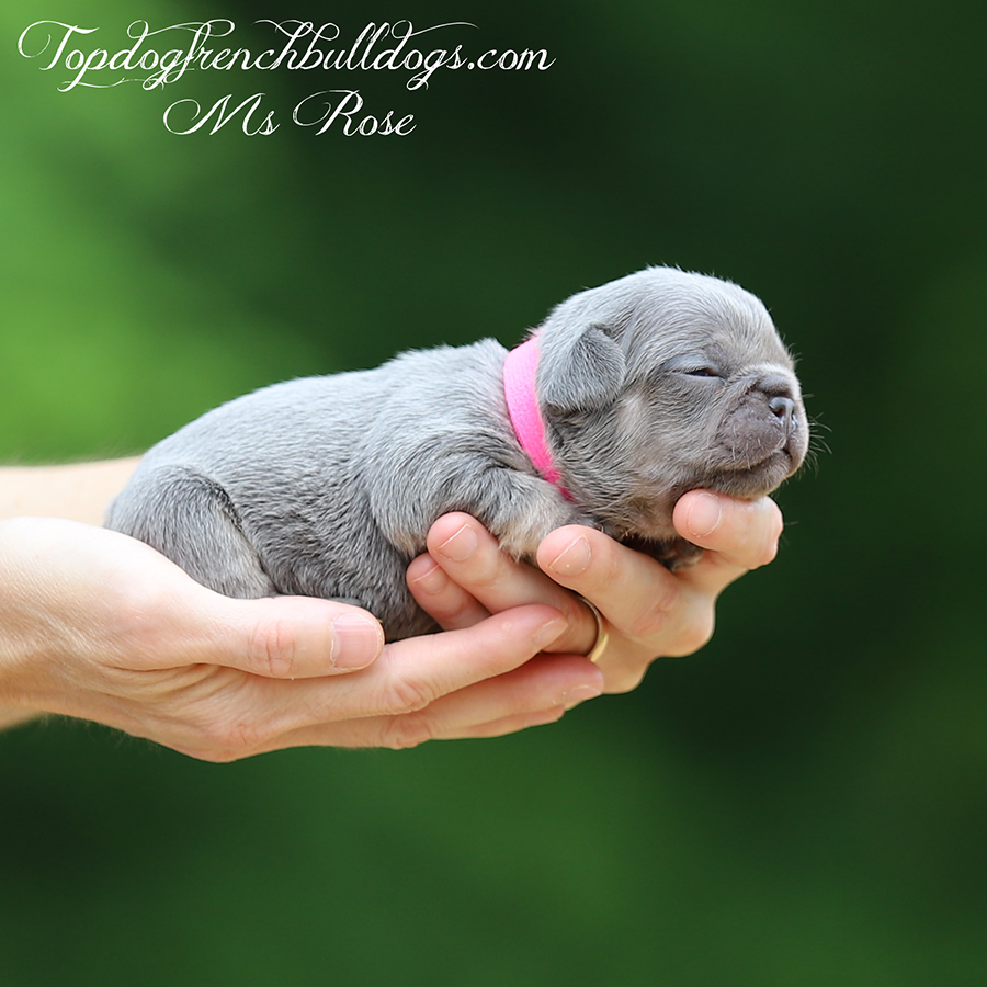 Ms Rose is a teacup micro female lilac and tan lilac tri French Bulldog for sale in Tennessee