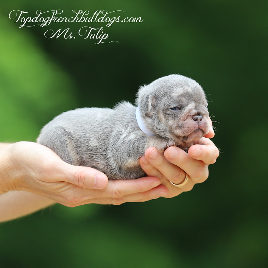 Ms Tulip is a teacup micro female lilac and tan merle lilac tri merle French Bulldog for sale in Tennessee