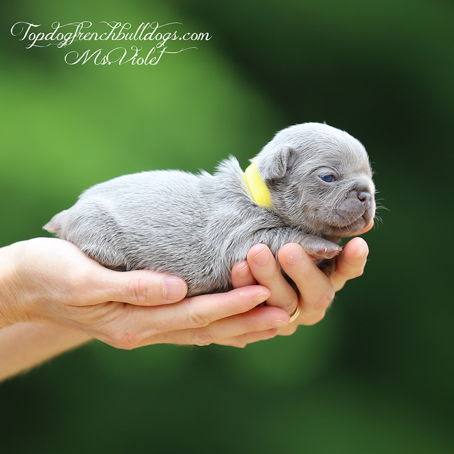 Ms Violet is a teacup micro lilac and tan lilac tri French Bulldog for sale in Tennessee