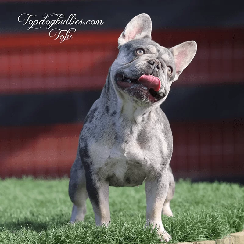 tofu-merle-tri-frenchies-breeders