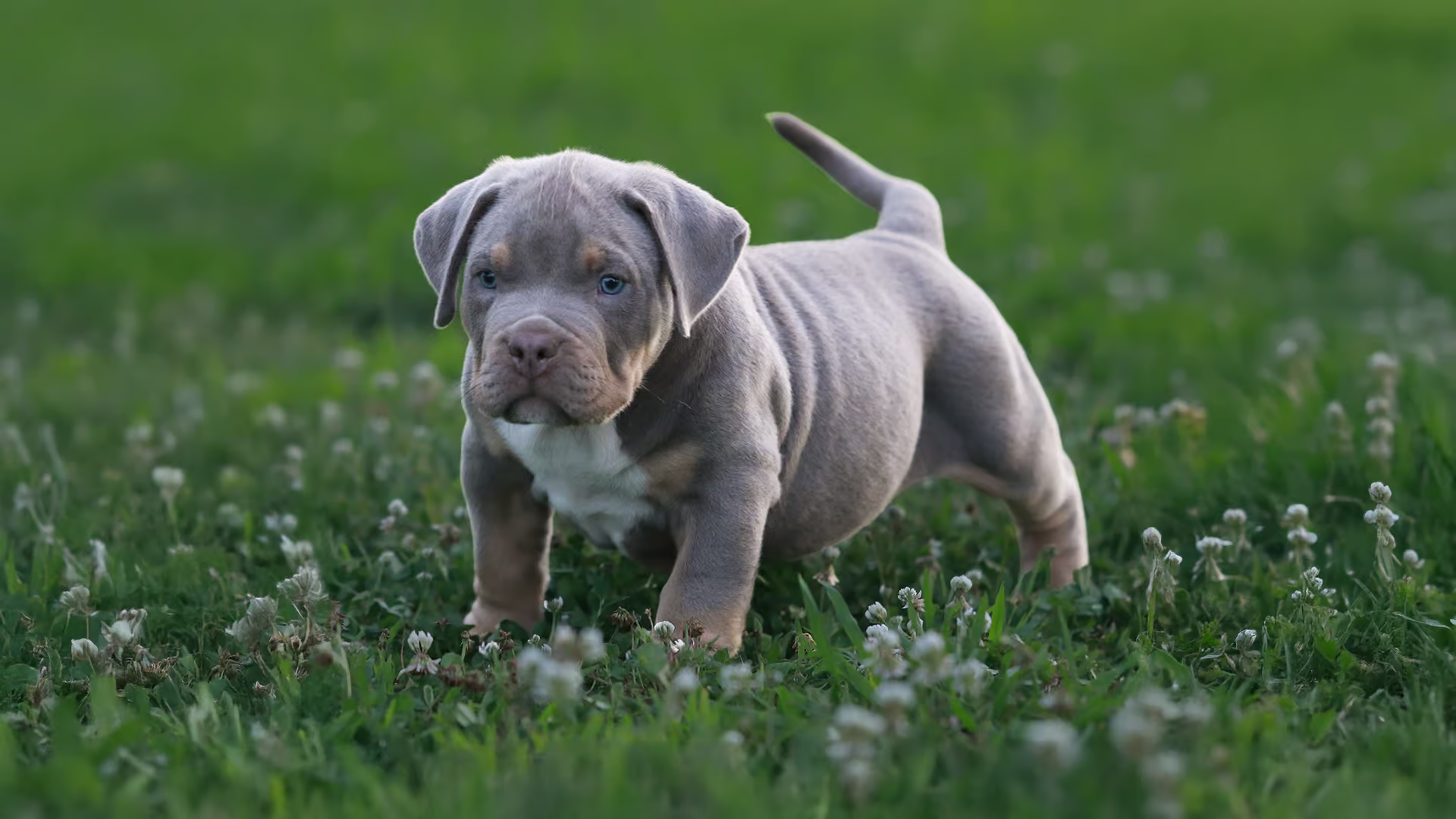 XL American Bully at Topdog Bullies in Tennessee, broad chest and heavy bone, standing outdoors near the kennel.