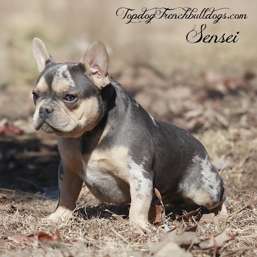Topdog French Bulldogs Sensei is a blue merle tri blue and tan merle french bulldog stud from Frenchie breeders in TN