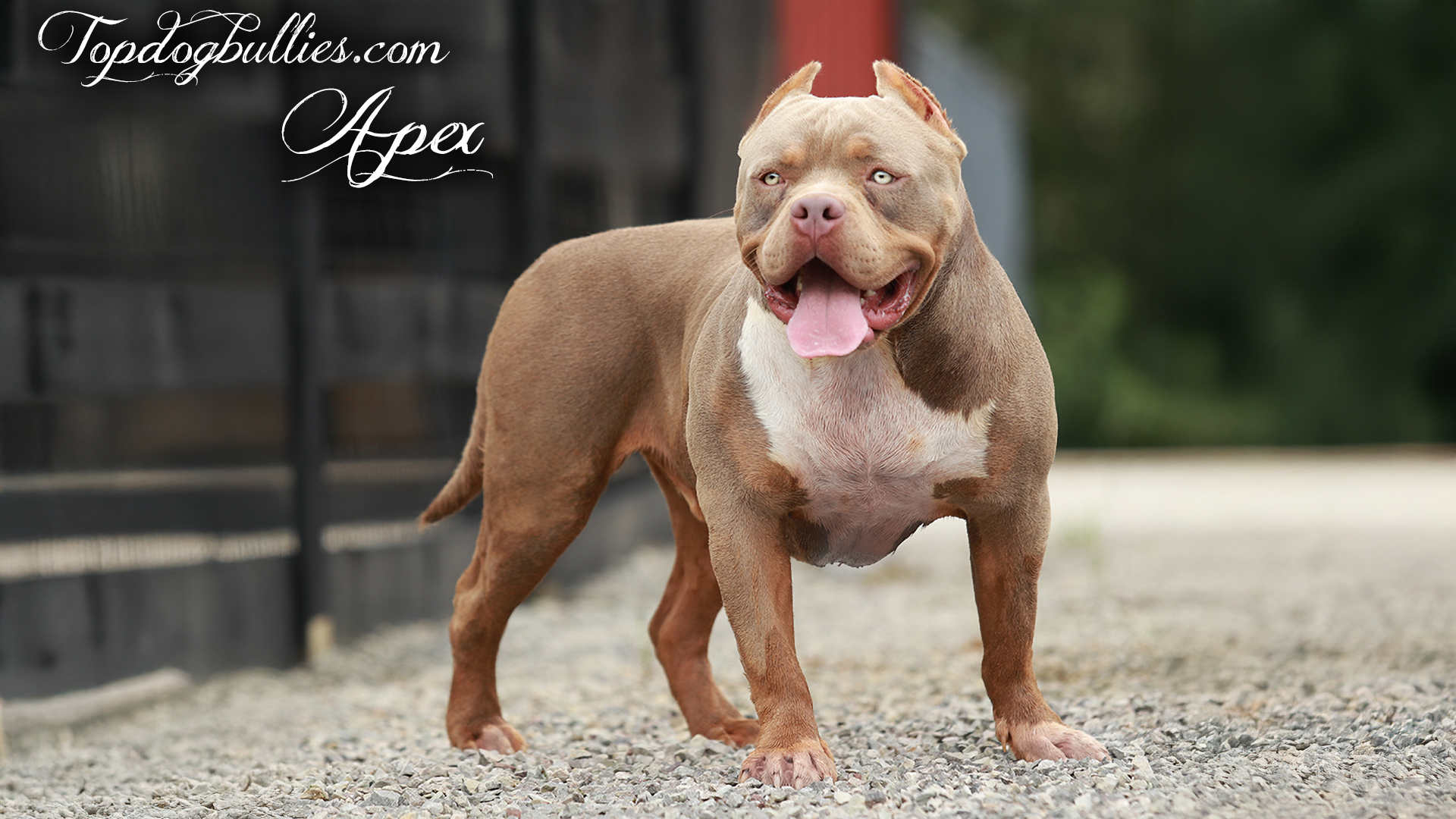 Topdogbullies Apex is a lilac fawn XL American Bullies with green eyes. He's a massive Bully XXL Bully stud at our Pit Bull kennels in Tennessee